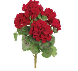 Geranium Bush 15"
