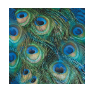 Peacock Feathers (Beverage Napkin)