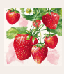 Starwberry Fruits (Beverage Napkin)