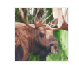 Evergreen Moose (Beverage Napkin)