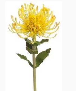 Pin Cushion Protea (Yellow)