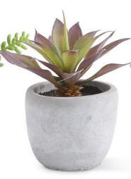 Large Potted Succulents