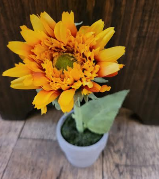 Potted Sunflowers Assorted